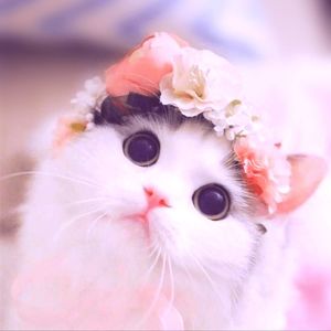 Meet your Posher, Nonaxnon